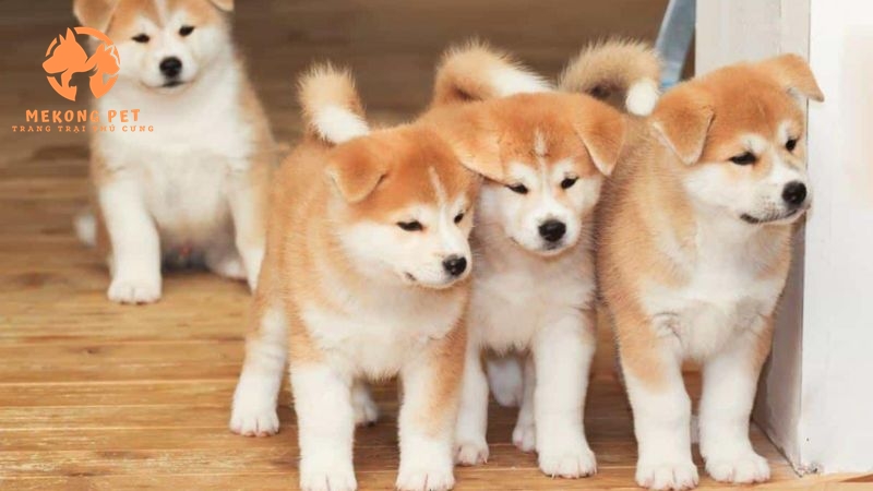 Nuôi chó akita đang trở thành xu hướng của nuôi thú cưng hiện nay